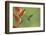 Green-crowned brilliant hummingbird, Costa Rica-Melvin Grey-Framed Photographic Print