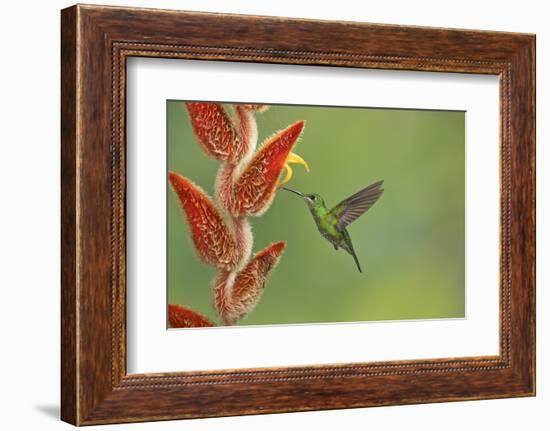 Green-crowned brilliant hummingbird, Costa Rica-Melvin Grey-Framed Photographic Print