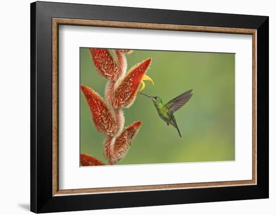 Green-crowned brilliant hummingbird, Costa Rica-Melvin Grey-Framed Photographic Print