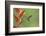 Green-crowned brilliant hummingbird, Costa Rica-Melvin Grey-Framed Photographic Print