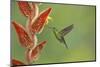 Green-crowned brilliant hummingbird, Costa Rica-Melvin Grey-Mounted Photographic Print