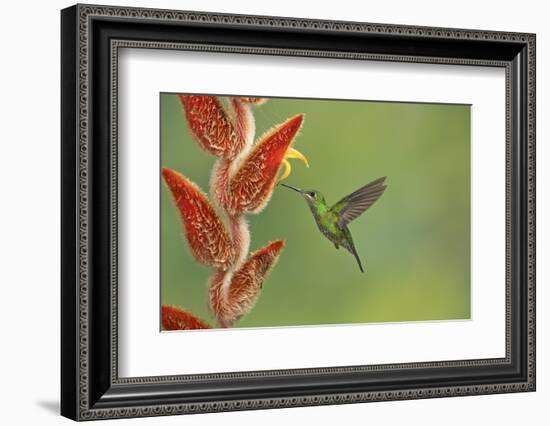 Green-crowned brilliant hummingbird, Costa Rica-Melvin Grey-Framed Photographic Print