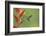 Green-crowned brilliant hummingbird, Costa Rica-Melvin Grey-Framed Photographic Print