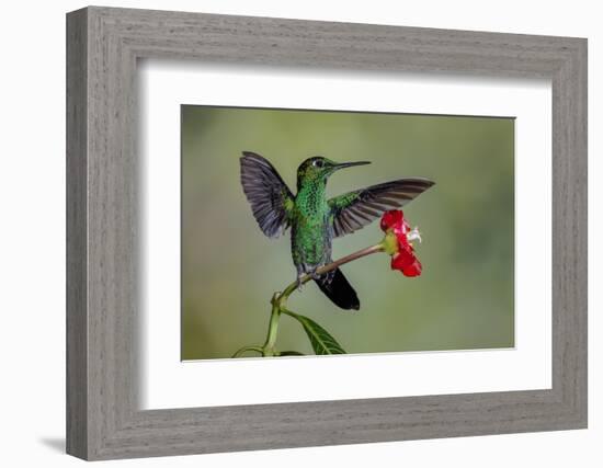 Green Crowned Brilliant hummingbird, Costa Rica-Adam Jones-Framed Photographic Print