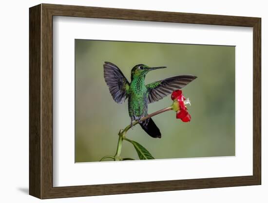 Green Crowned Brilliant hummingbird, Costa Rica-Adam Jones-Framed Photographic Print