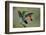 Green Crowned Brilliant hummingbird, Costa Rica-Adam Jones-Framed Photographic Print