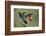 Green Crowned Brilliant hummingbird, Costa Rica-Adam Jones-Framed Photographic Print