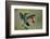 Green Crowned Brilliant hummingbird, Costa Rica-Adam Jones-Framed Photographic Print