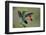 Green Crowned Brilliant hummingbird, Costa Rica-Adam Jones-Framed Photographic Print