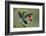 Green Crowned Brilliant hummingbird, Costa Rica-Adam Jones-Framed Photographic Print