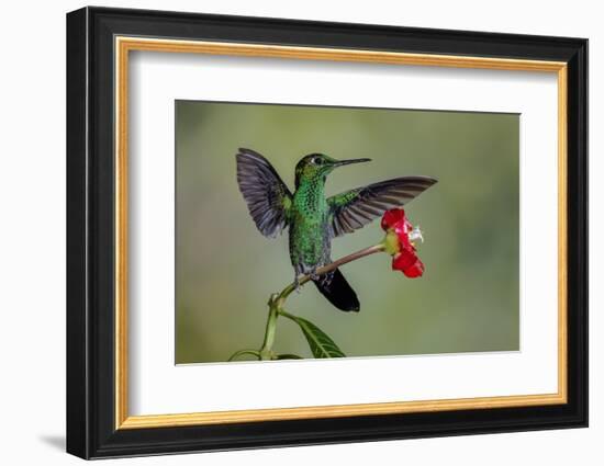 Green Crowned Brilliant hummingbird, Costa Rica-Adam Jones-Framed Photographic Print