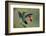 Green Crowned Brilliant hummingbird, Costa Rica-Adam Jones-Framed Photographic Print