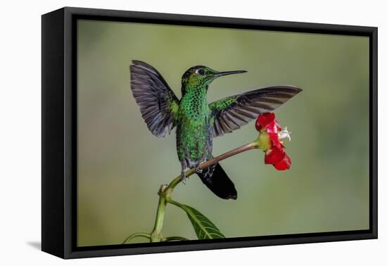 Green Crowned Brilliant hummingbird, Costa Rica-Adam Jones-Framed Premier Image Canvas