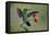 Green Crowned Brilliant hummingbird, Costa Rica-Adam Jones-Framed Premier Image Canvas