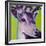 Green Deer-R Berghaus-Framed Art Print