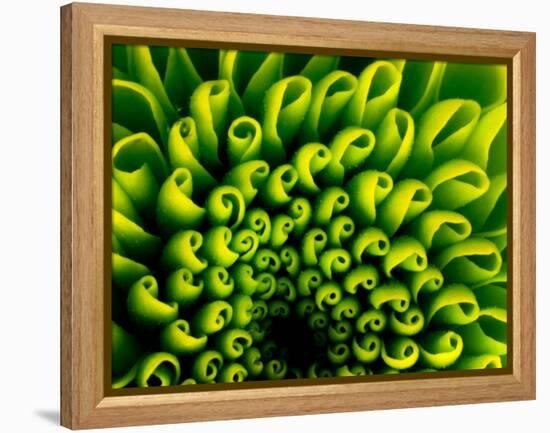 Green Design-PhotoINC-Framed Premier Image Canvas