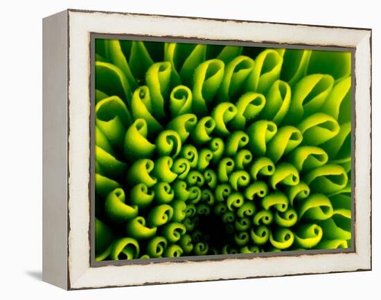 Green Design-PhotoINC-Framed Premier Image Canvas