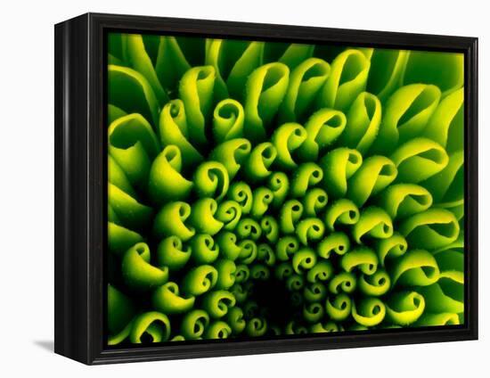 Green Design-PhotoINC-Framed Premier Image Canvas