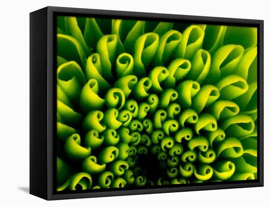 Green Design-PhotoINC-Framed Premier Image Canvas