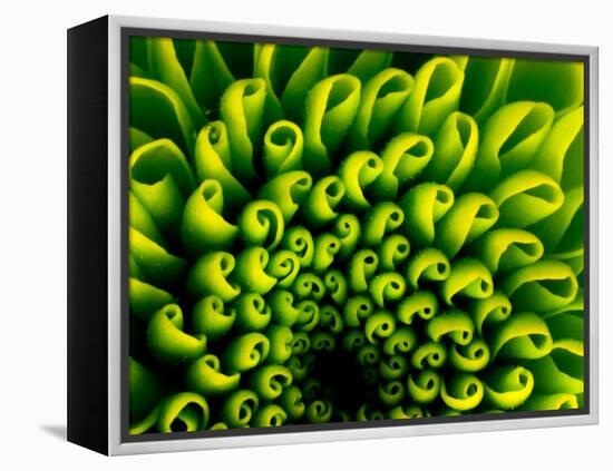 Green Design-PhotoINC-Framed Premier Image Canvas