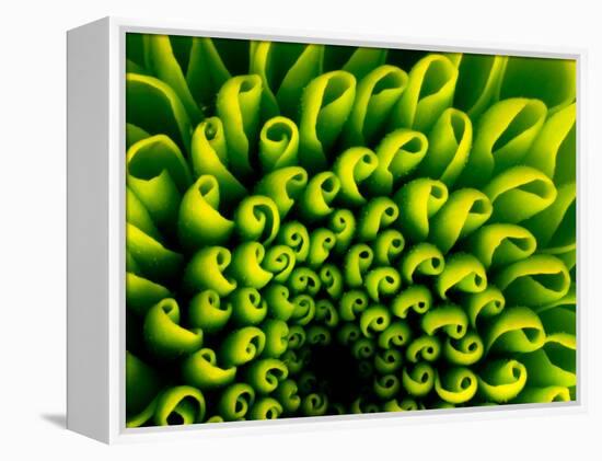 Green Design-PhotoINC-Framed Premier Image Canvas