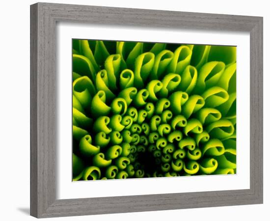 Green Design-PhotoINC-Framed Photographic Print