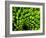 Green Design-PhotoINC-Framed Photographic Print