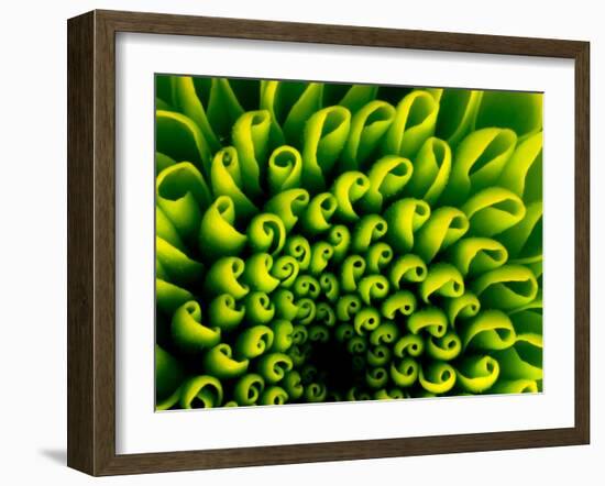 Green Design-PhotoINC-Framed Photographic Print