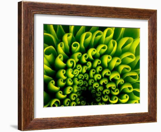 Green Design-PhotoINC-Framed Photographic Print