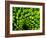 Green Design-PhotoINC-Framed Photographic Print