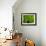 Green Design-PhotoINC-Framed Photographic Print displayed on a wall