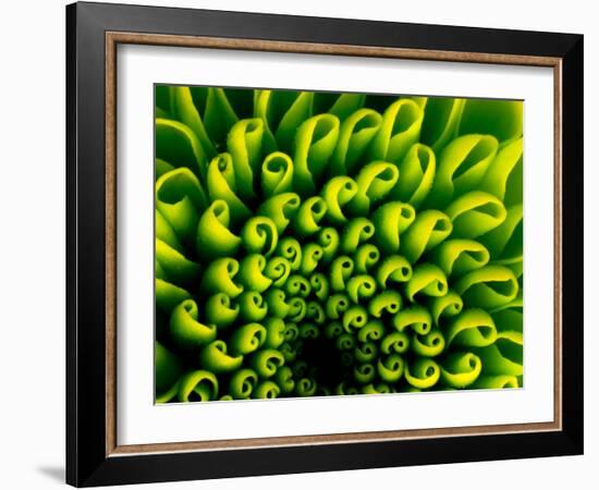 Green Design-PhotoINC-Framed Photographic Print