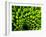 Green Design-PhotoINC-Framed Photographic Print