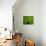 Green Design-PhotoINC-Mounted Photographic Print displayed on a wall