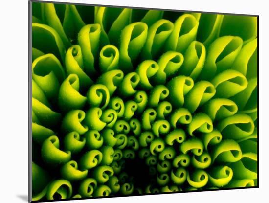 Green Design-PhotoINC-Mounted Photographic Print