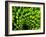 Green Design-PhotoINC-Framed Photographic Print