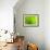 Green Design-PhotoINC-Framed Photographic Print displayed on a wall