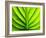 Green Design-PhotoINC-Framed Photographic Print