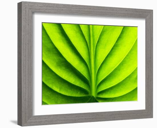 Green Design-PhotoINC-Framed Photographic Print