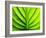 Green Design-PhotoINC-Framed Photographic Print