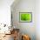 Green Design-PhotoINC-Framed Photographic Print displayed on a wall