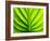 Green Design-PhotoINC-Framed Photographic Print