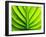 Green Design-PhotoINC-Framed Photographic Print