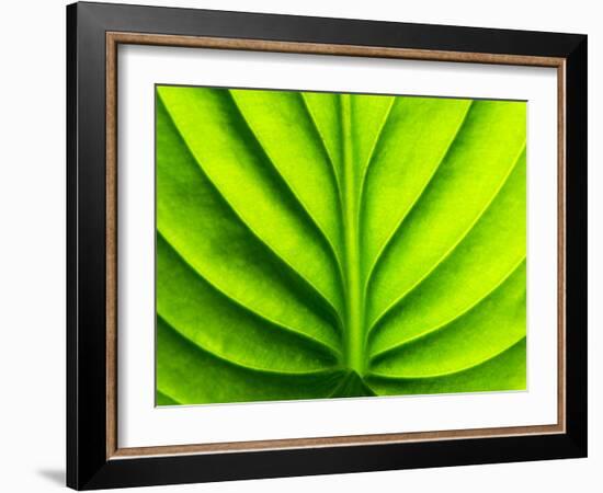 Green Design-PhotoINC-Framed Photographic Print