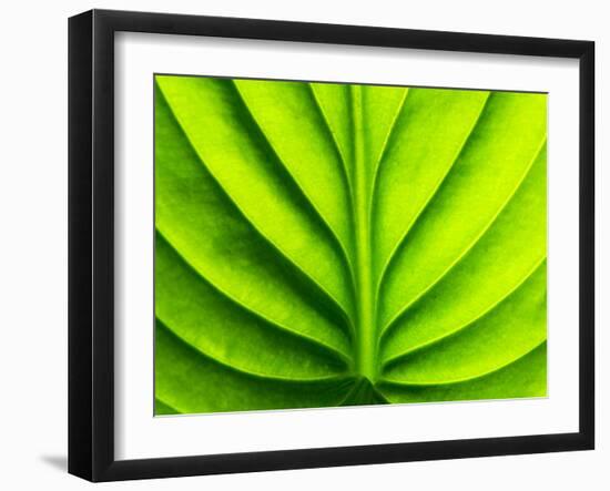 Green Design-PhotoINC-Framed Photographic Print