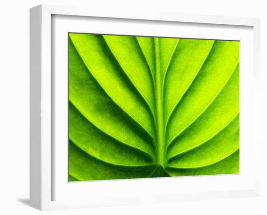 Green Design-PhotoINC-Framed Photographic Print