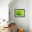 Green Design-PhotoINC-Framed Photographic Print displayed on a wall