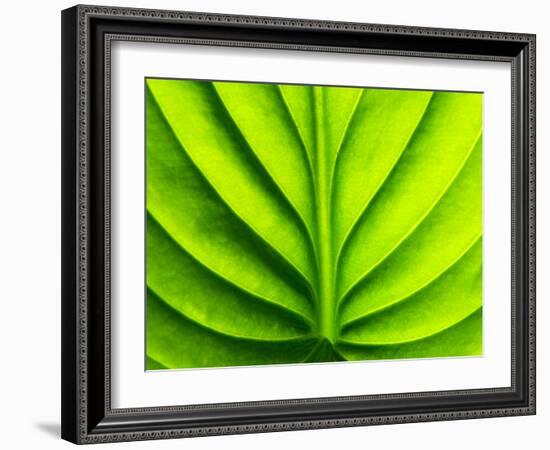 Green Design-PhotoINC-Framed Photographic Print