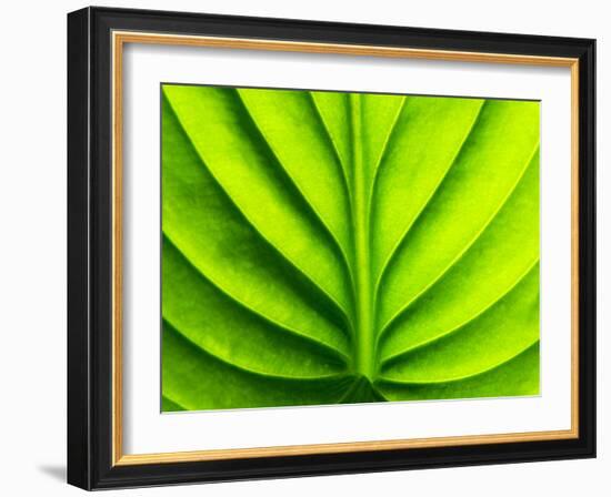 Green Design-PhotoINC-Framed Photographic Print