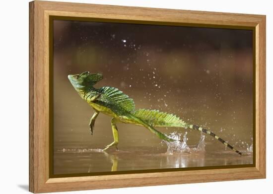 Green - Double-Crested Basilisk (Basiliscus Plumifrons) Running Across Water Surface-Bence Mate-Framed Premier Image Canvas